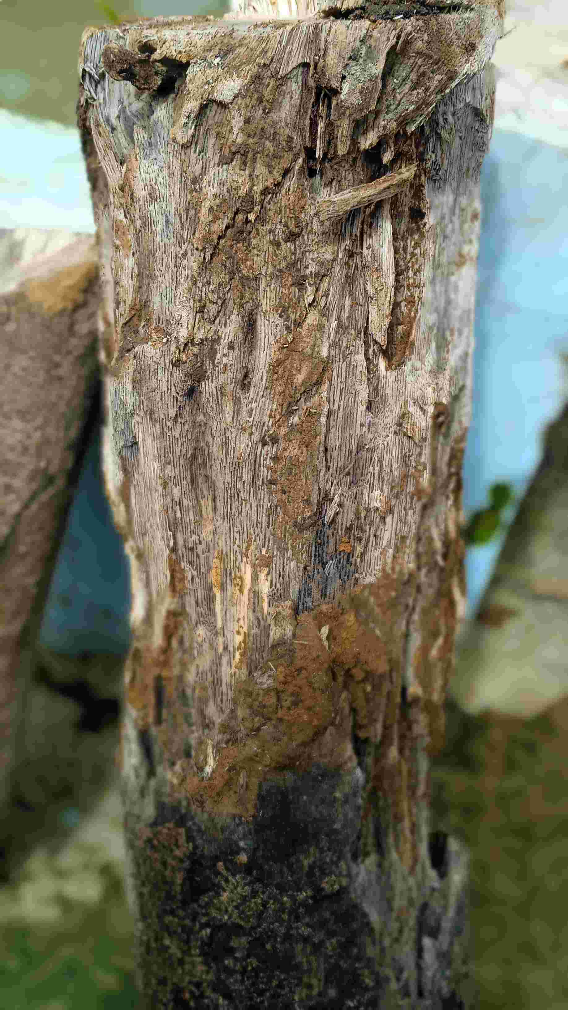 Kayu gaharu asal kalimantan