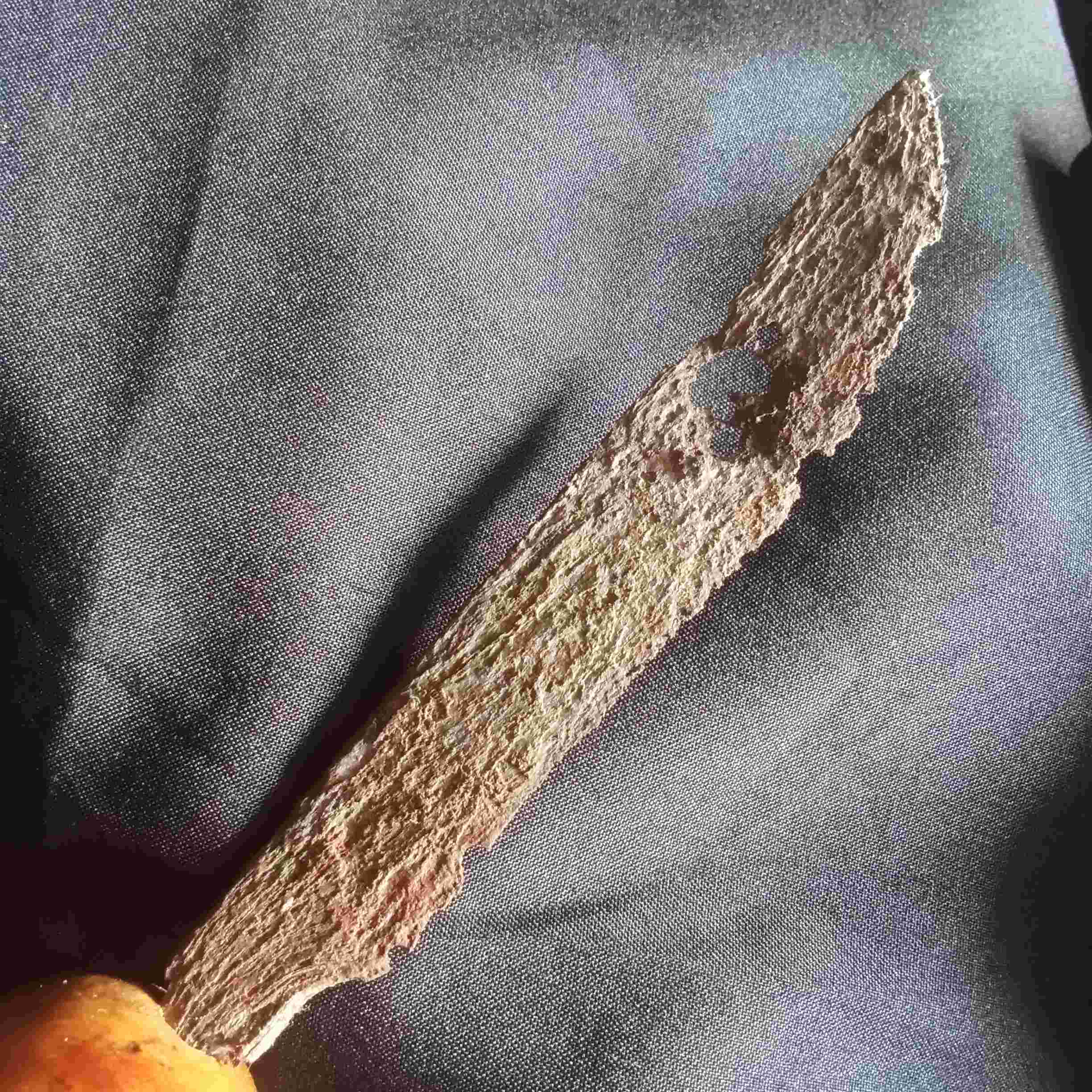 Tosan aji Pagot Tindih Kabudhan