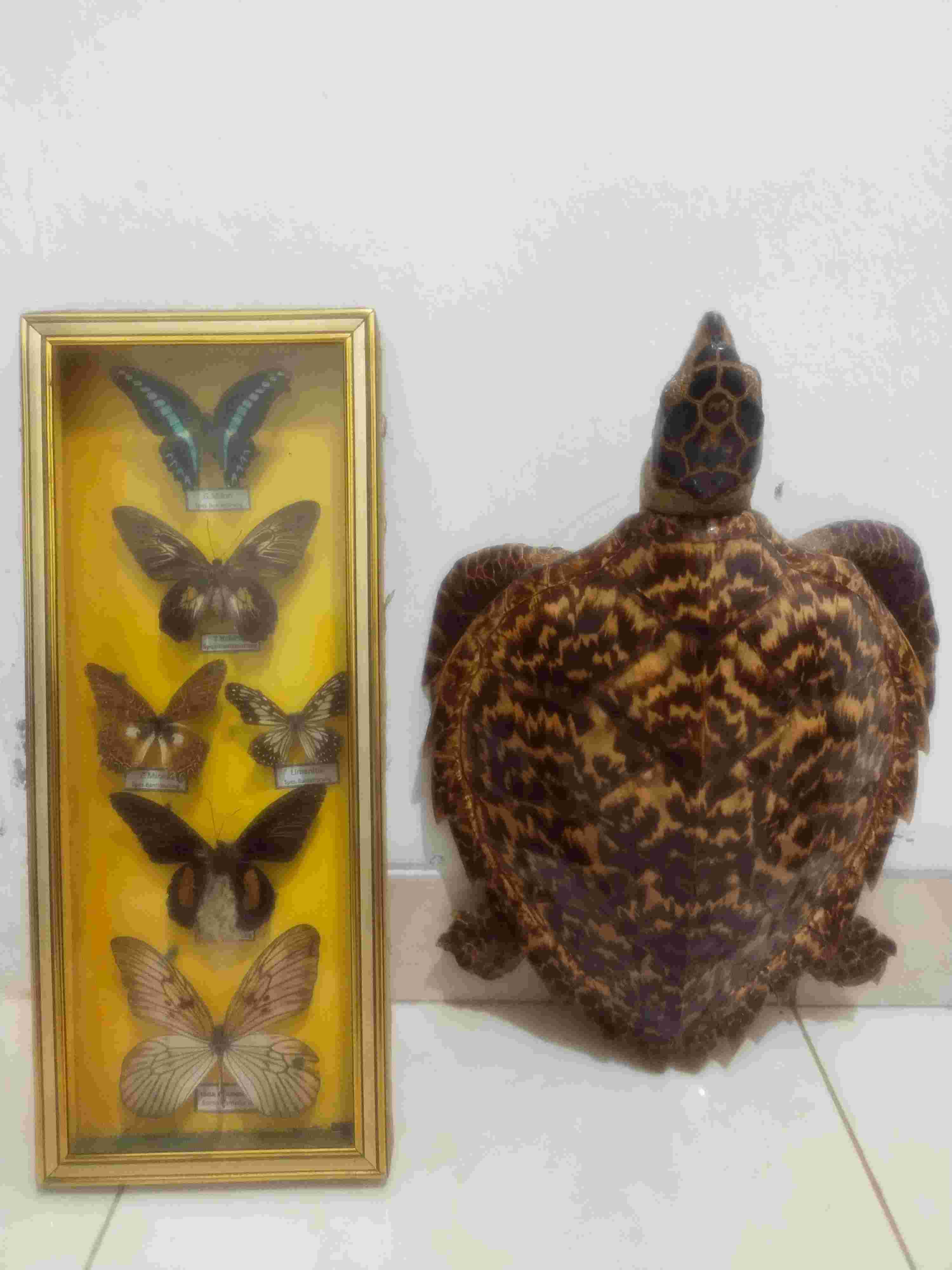 Bundling Hiasan Penyu Kupu Kupu