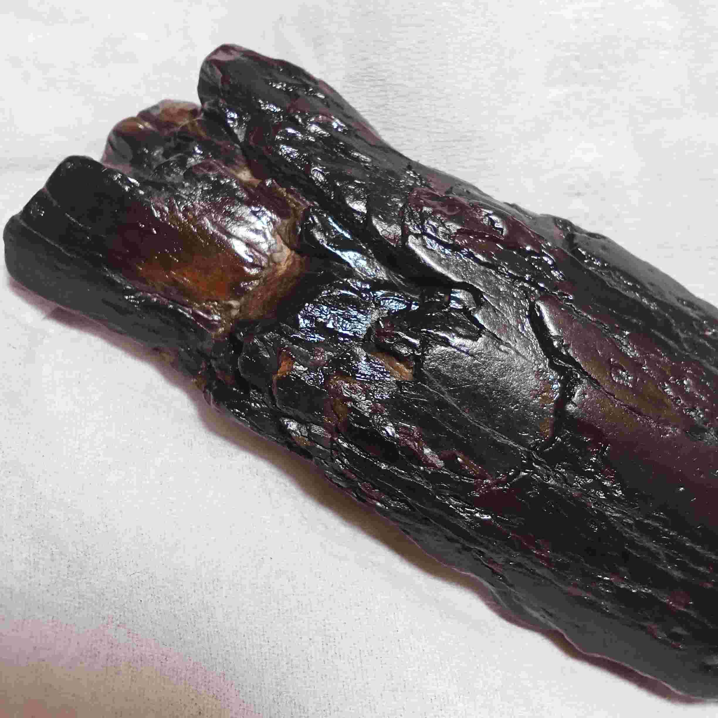 Fosil Kayu Galih Kelor Purba Fosil Purba Energi Natural